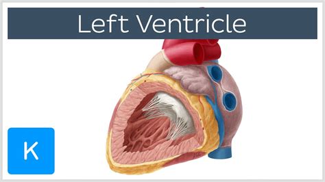 heart lv function|why is left ventricle thicker.